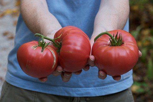 brandywine-tomato-chiots-run